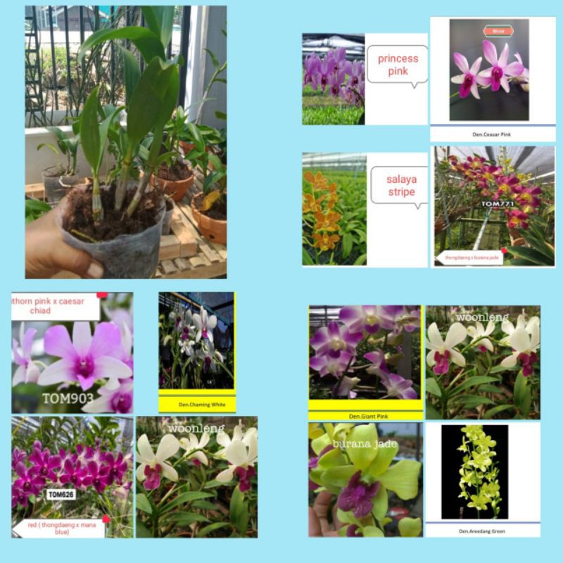 JUAL TANAMAN ANGGREK JENIS BULAN & DENDRO