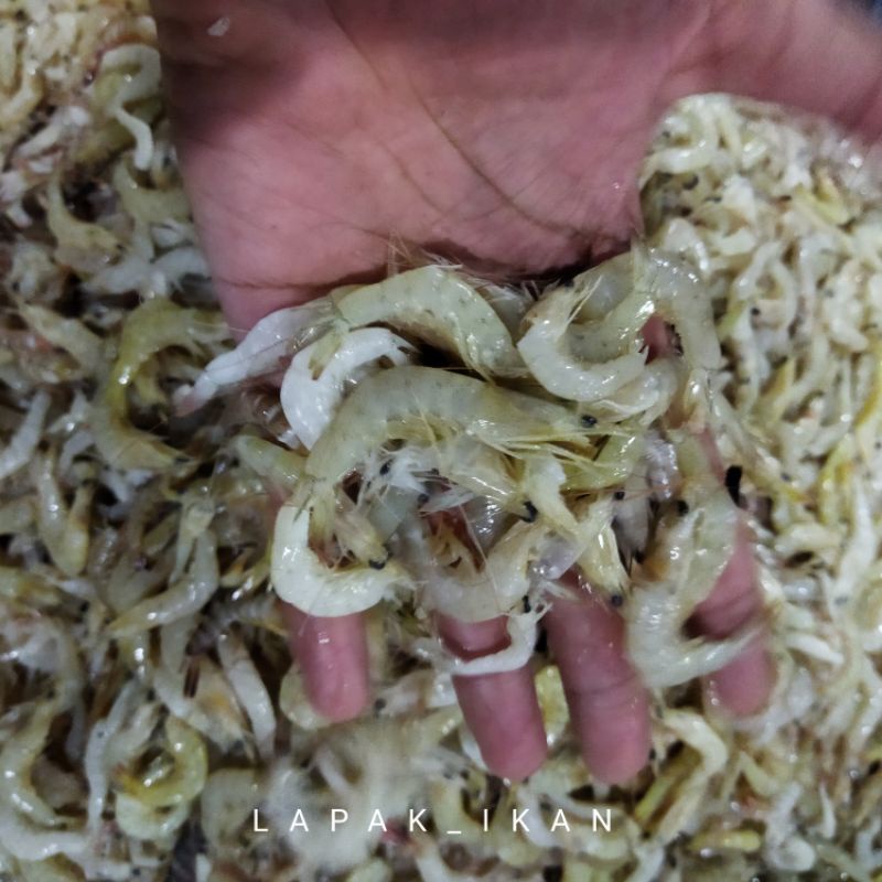 

Udang Sayur Segar 1kg Udang Segar Seafood SEGAR Harian Dan BERGARANSI