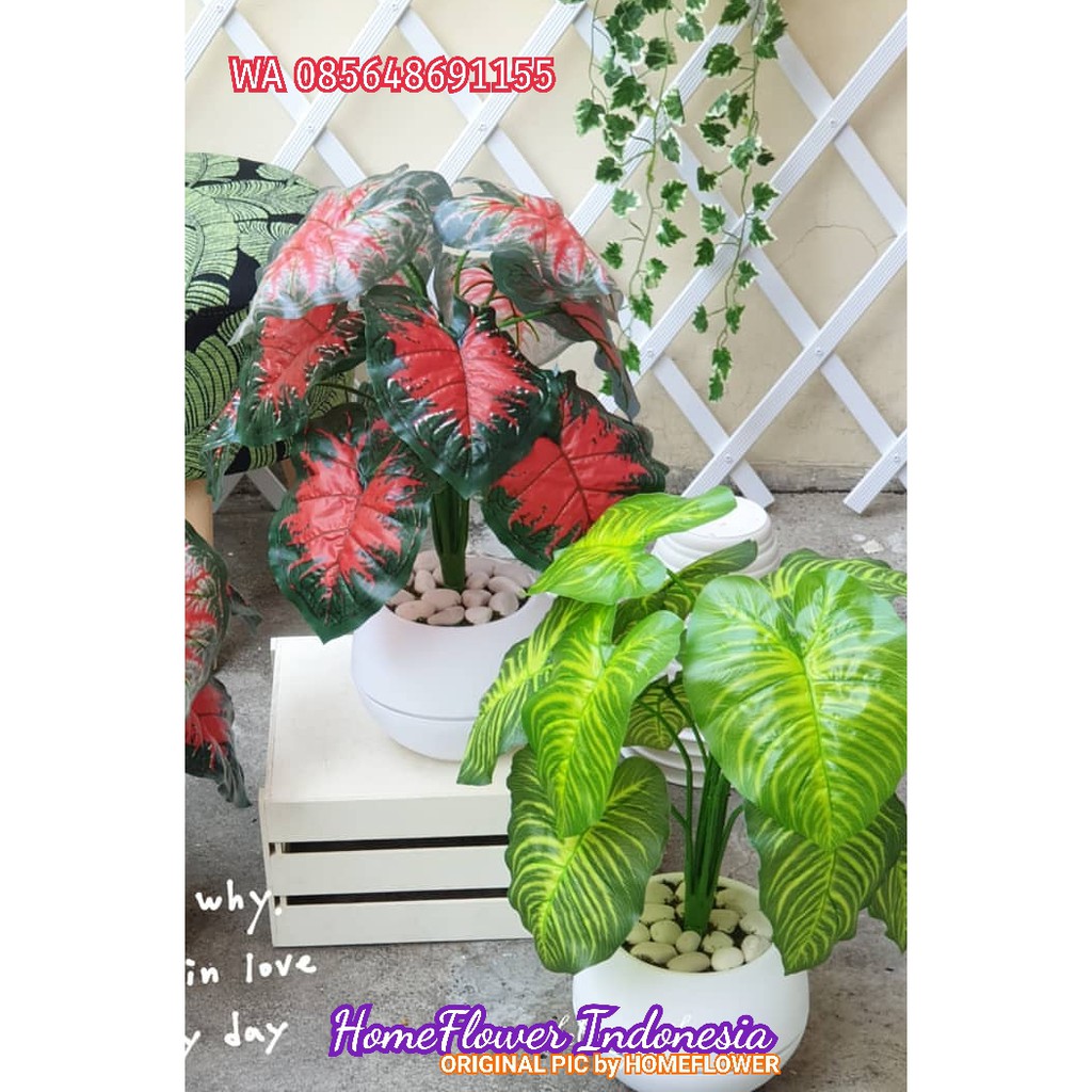 017 Pot Bola dan Daun Keladi Artificial