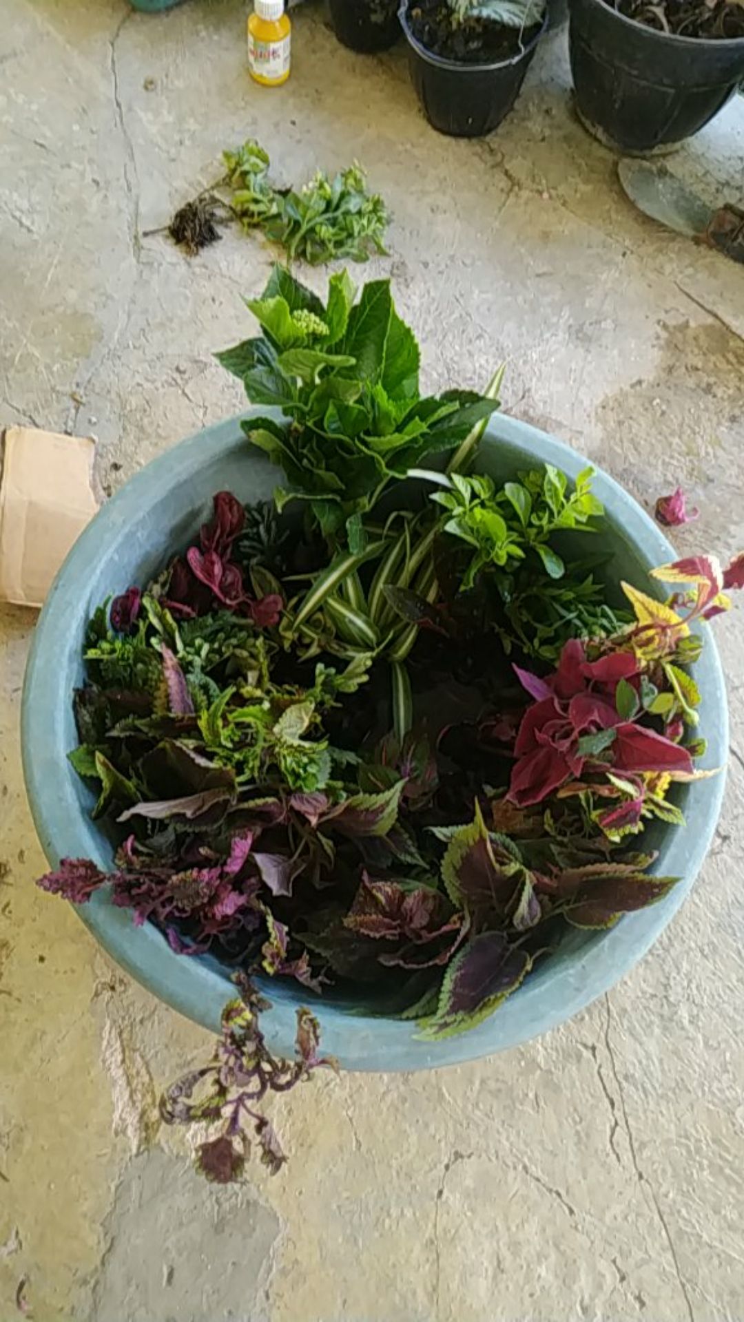 Tanaman Hias Peperomia Varigata