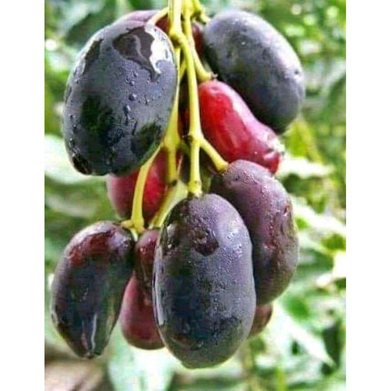 bibit buah juwet atau jamblang