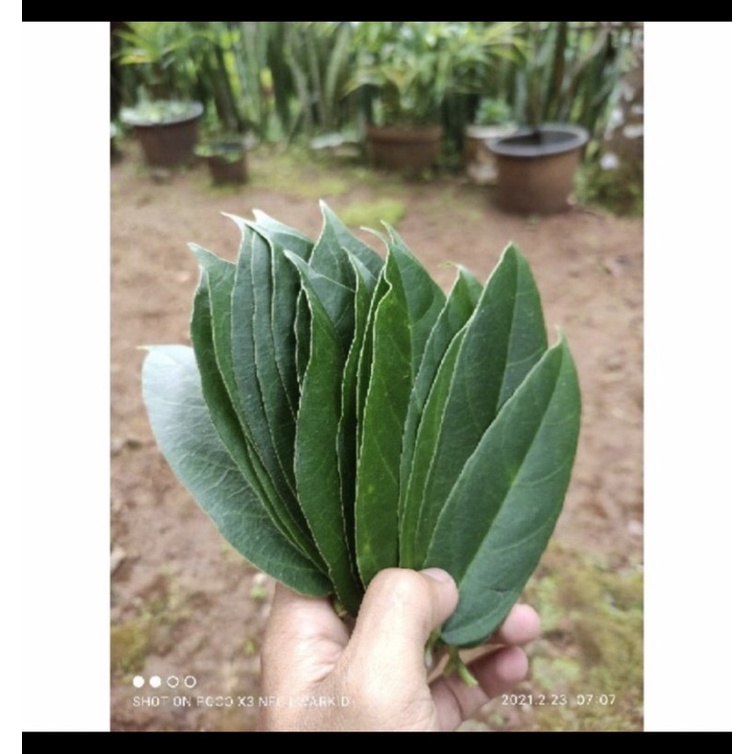 

Daun Cingcau Hijau perdu fresh 500gram Gosend & reguler