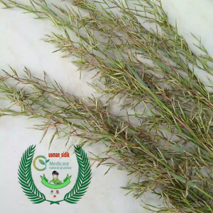 kembang sereh merah bunga sereh bunga lanang bibit sereh merah batang, akar dan daun