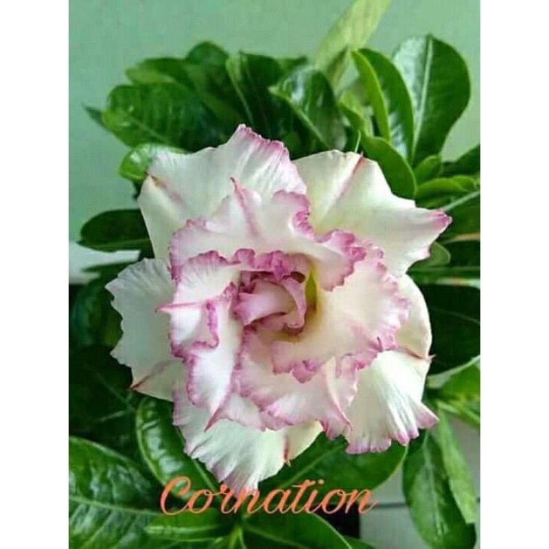 adenium bunga tumpuk kamboja jepang jenis (cornation)