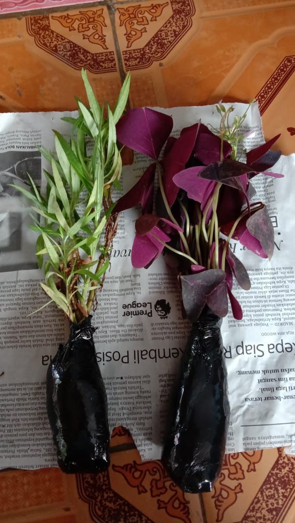 Tanaman Bunga Lavender Tanaman Pengusir Nyamuk