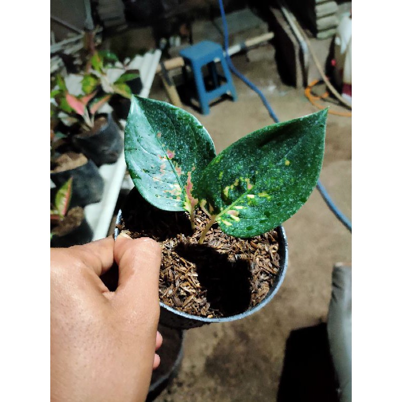 AGLONEMA BABY SULTAN BRUNAI DAUNB2 TERMURAH / AGLONEMA / AGLONEMA TERMURAH