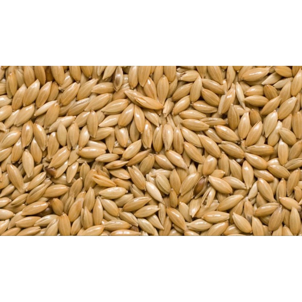 

CANARY SEED BIJI KENARI SUPER / BKS @ 500 GR