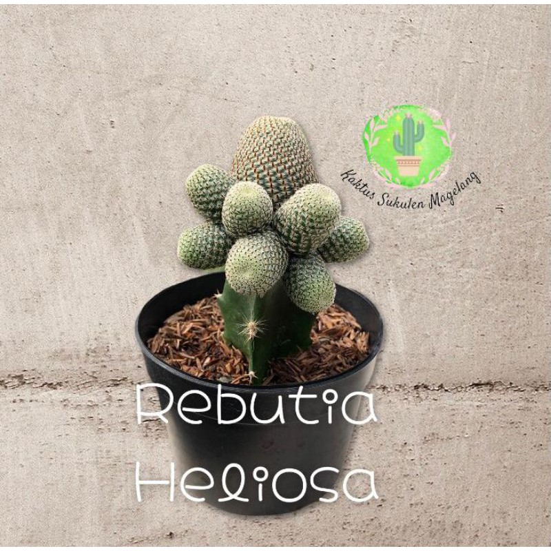 Kaktus Grafting Rebutia Heliosa