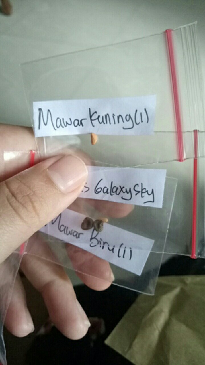 (benih) Biji Bunga Mawar Kuning Cantik Langka