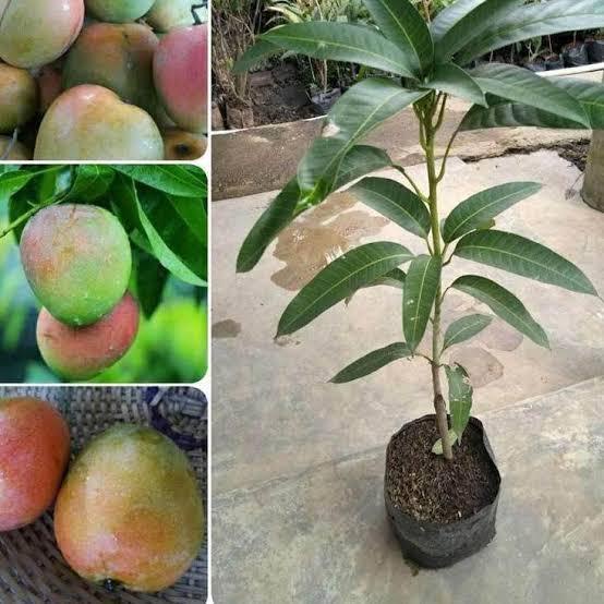 BIBIT TANAMAN BUAH MANGGA GEDONG GINCU