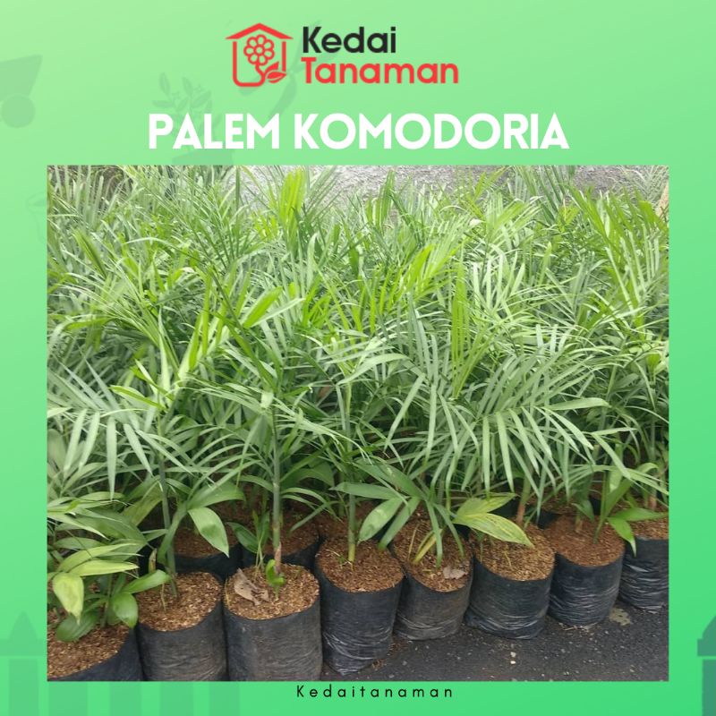 Tanaman Hidup Palem Bambu Komodoria - Tanaman Hias Palem Chamaedorea - bibit pohon Palm Comodoria