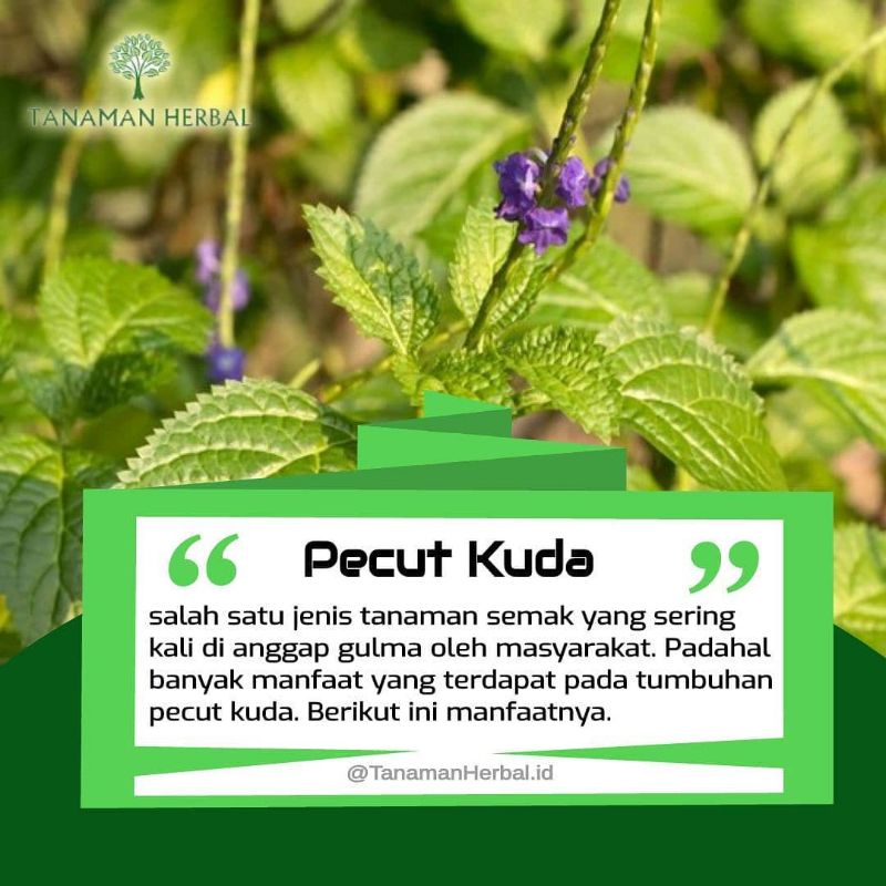 Tanaman Pohon Herbal Pecut Kuda