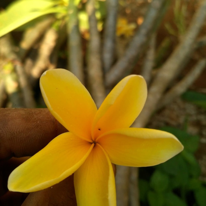 Bibit tanaman hias bunga kamboja bali kuning | Kamboja bali