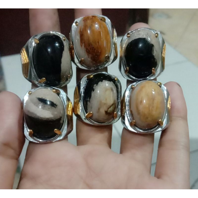 Batu fosil kelor asli