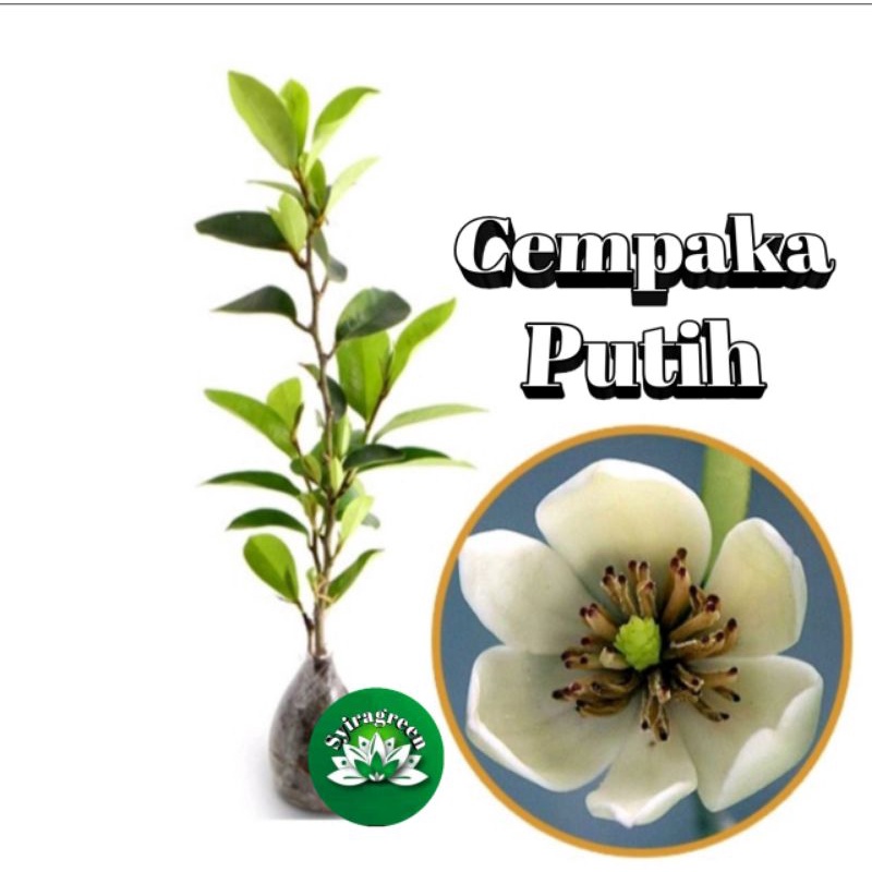 bibit bunga cempaka putih/Cempaka mulya putih