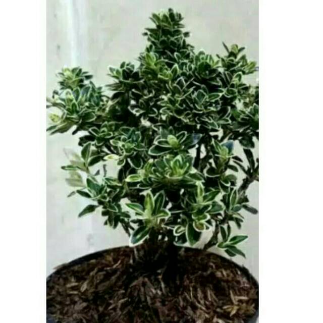 bahan bonsai mame mirten