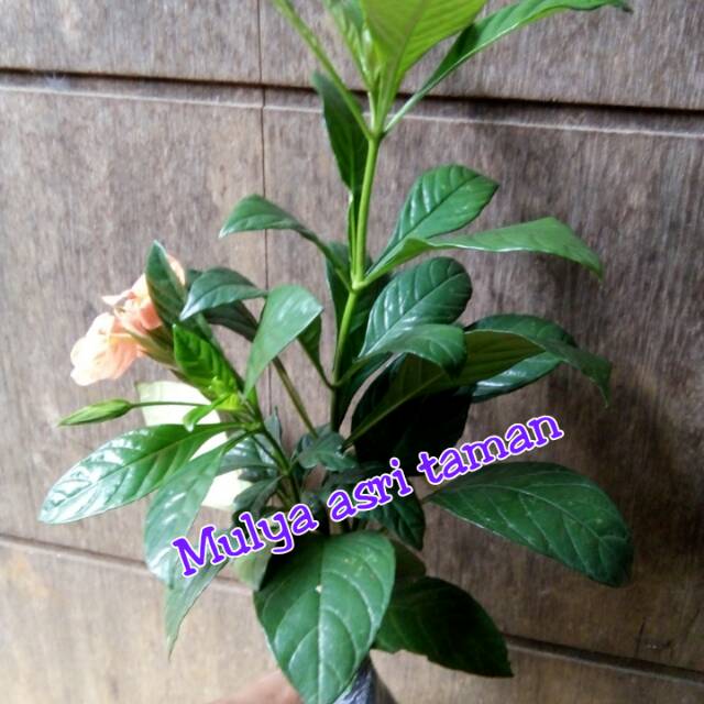 Tanaman hias Rosandra/crosandra, pohon rosandra, tanaman bunga rosandra/crosandra