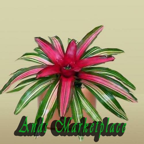 Tanaman hias bromelia tricolor - bromelia tricolor