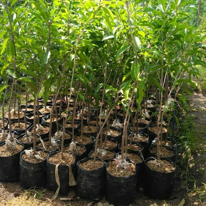 paket 3 bibit tanaman buah sawo jumbo