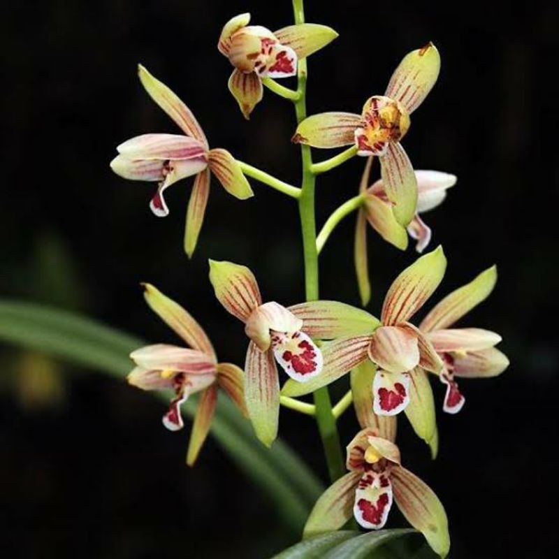 Anggrek Cymbidium Ensifolium | Cymbidium Rawatan | Cymvidium Murah