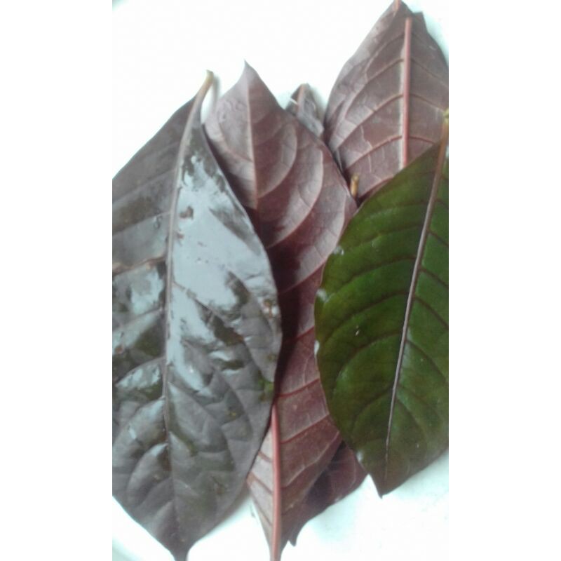 

jual daun ungu atau hanelem per 25 lembar