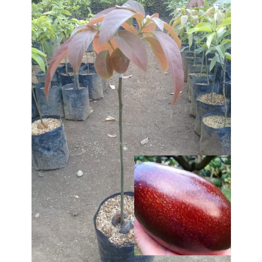 Promo bibit alpukat Red vietnam super