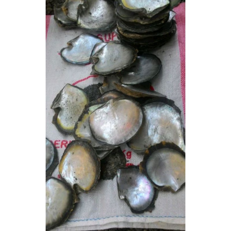 Jual Kulit Kerang Cangkang Kerang Mutiara Budidaya Jenis Japing