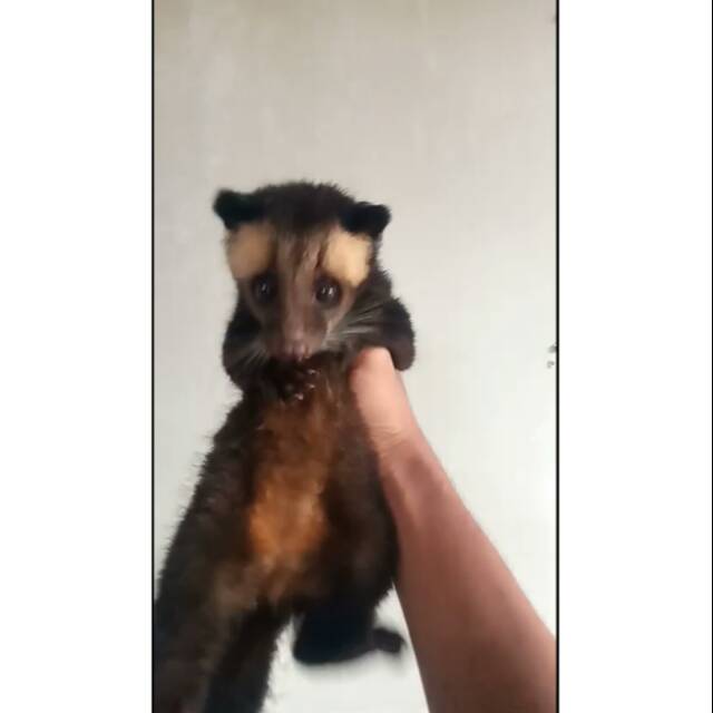 Baby Musbul / Musang Bulan (Khusus Jabodetabek)