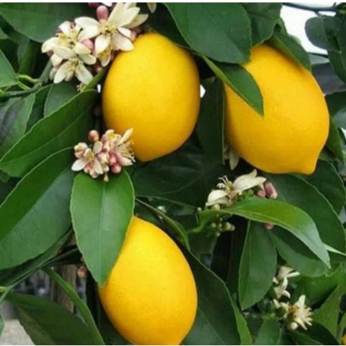 Bibit Jeruk Lemon California