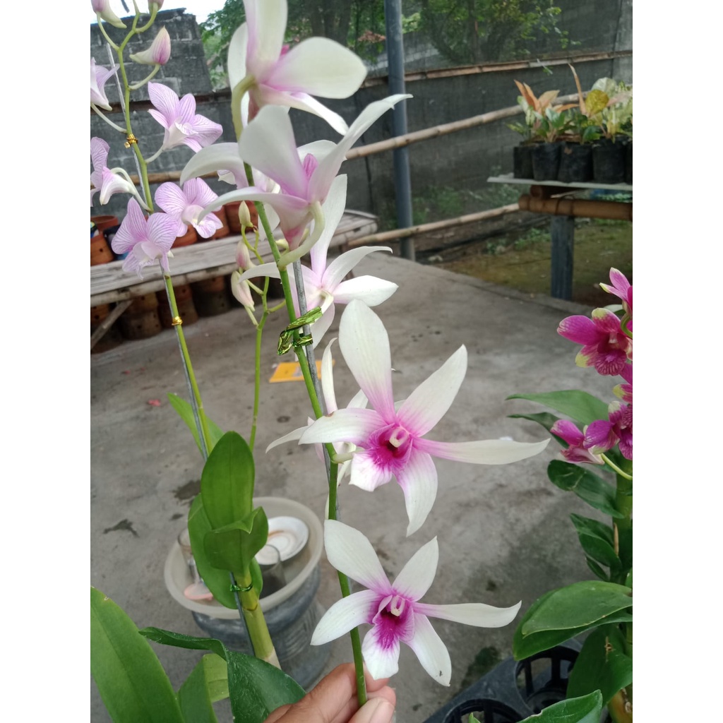 dendrobium caesar sanan white