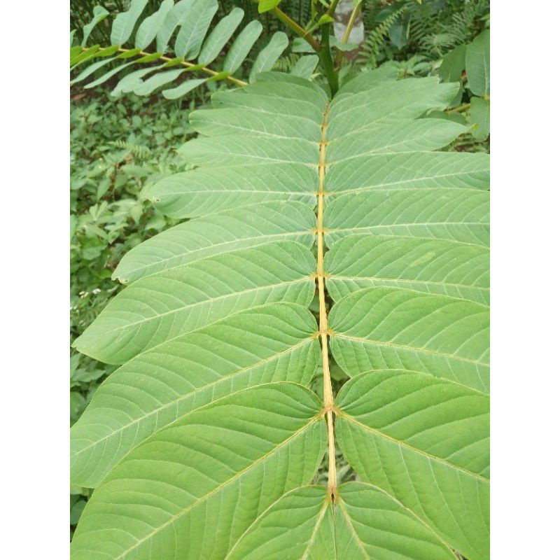 

daun kimanila segar fresh atau ketepeng cina 500gram