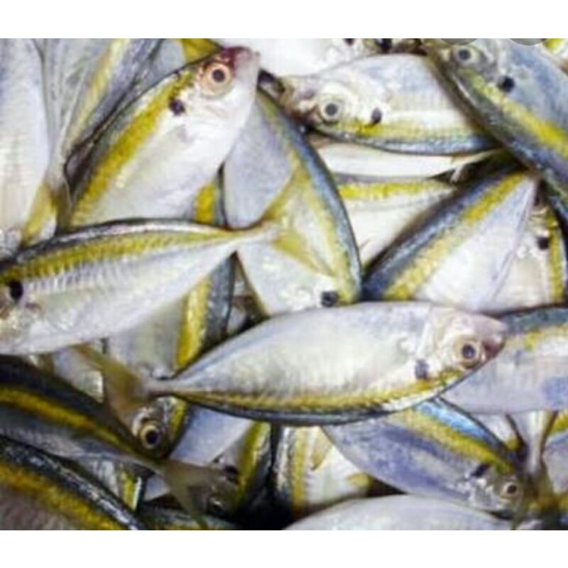 

ikan selar segar/500gr