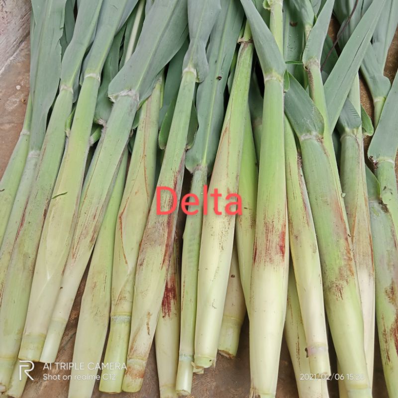 

TURUBUK / TERUBUS /Tebu telor mutiara satu ikat 1 kg isi 7-9 buah