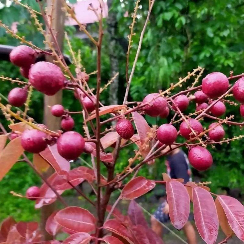 Bibit kelengkeng merah unggul