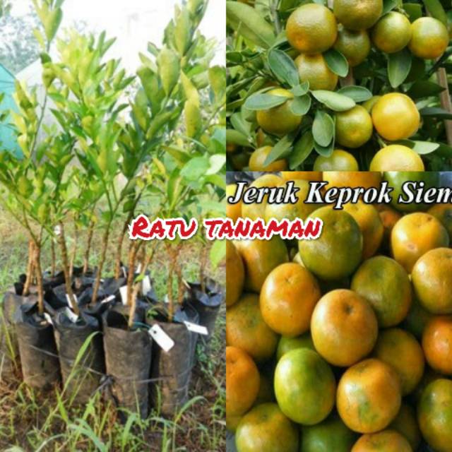 Bibit buah jeruk keprok siam