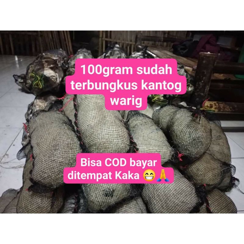 jaring bekas nelayan untuk media filter kolam aquarium ikan koi ikan nila dan ikan hias lainnya