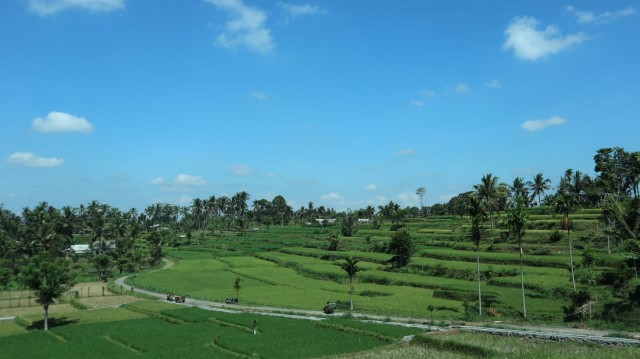 Benih Timun Jepang Ronaldo F1