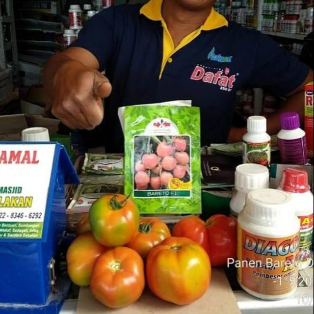 15 Biji - Benih TOMAT BUAH BULAT Jumbo - Tomat jumbo untuk ukuran tomat buah