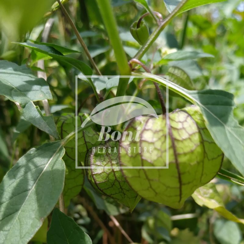 

Daun Ciplukan Cecendet Segar 250gram