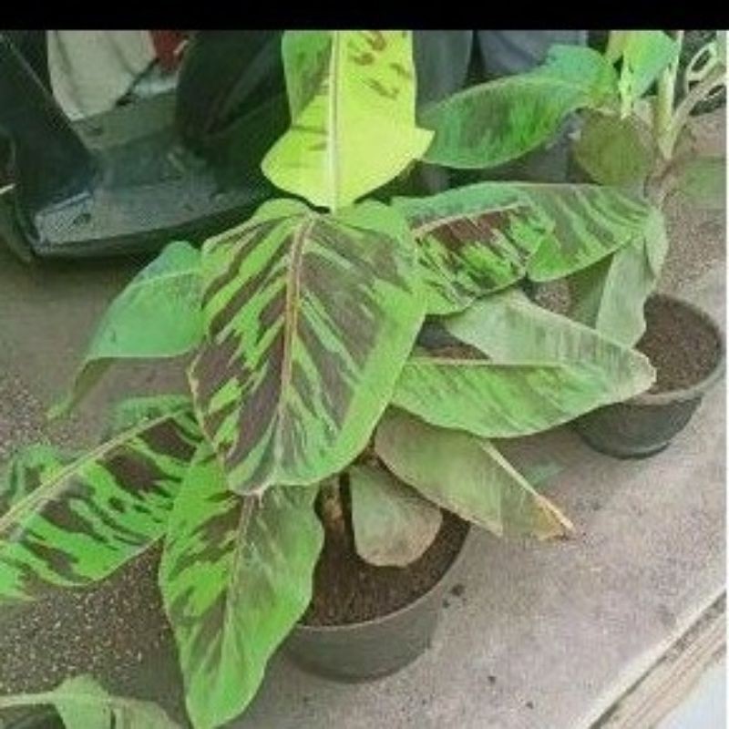 bibit pohon pisang hutan variegata