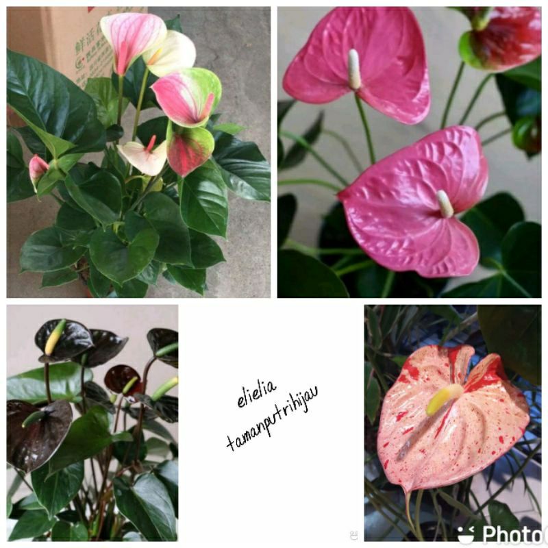 Anthurium mickey mouse/pohon bunga mikimos/pink,hitam,oranye,hijau