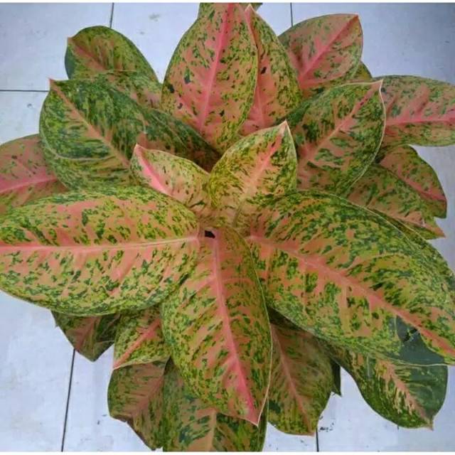 Aglonema Big Roy /  aglonema