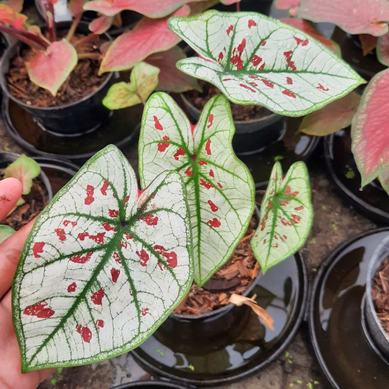 Caladium Wonderland | Tanaman Keladi Hias Wonderland Bibit Yohan Caladium Kediri | ROT (Rich of Thai