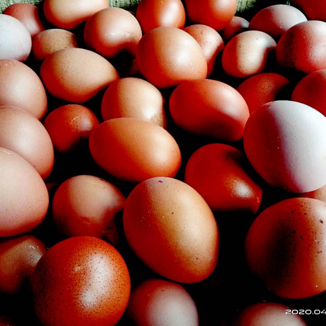 

Telur ayam