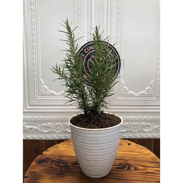 Jual Tanaman Daun rosemary kecil