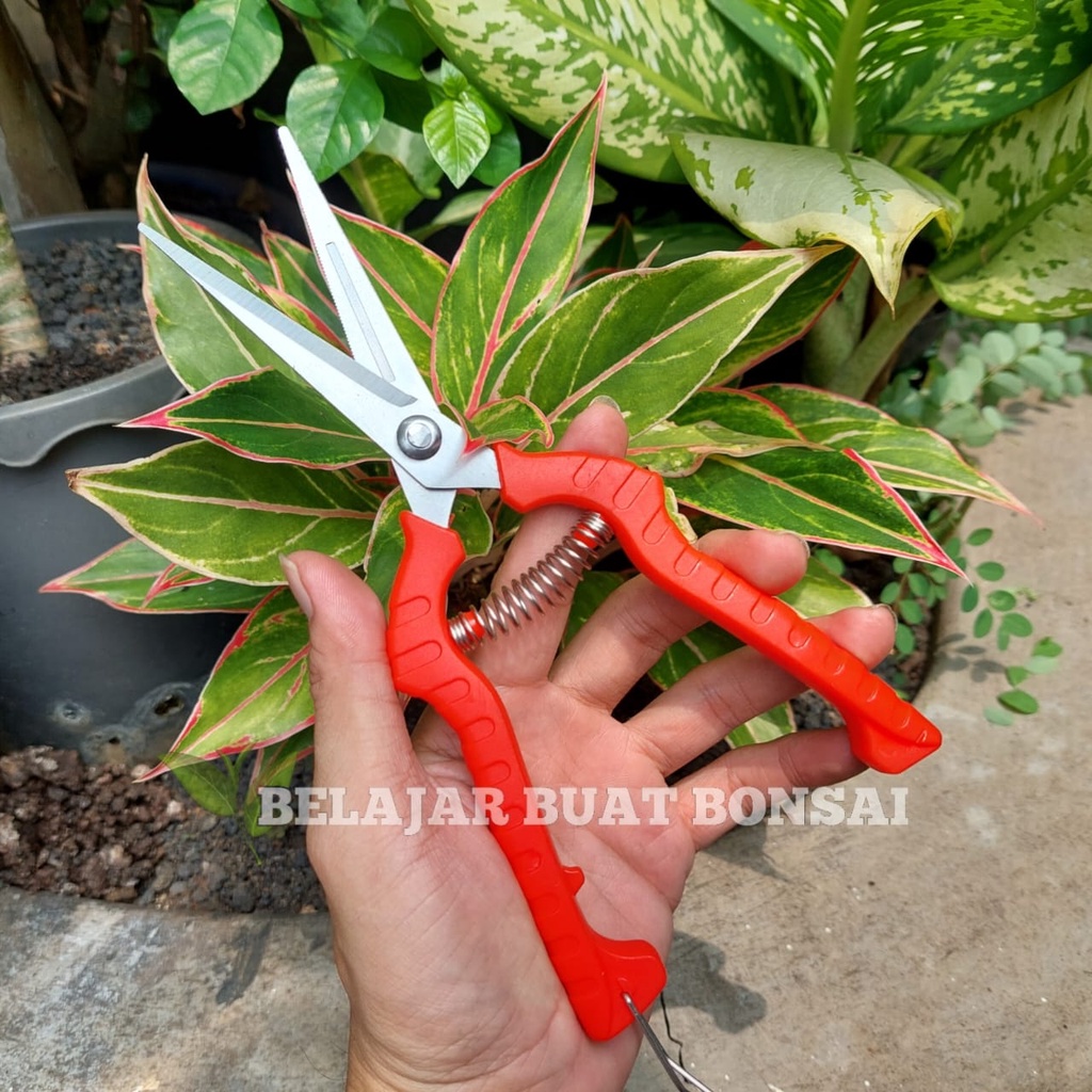 Gunting Dahan Bunga Dan Buah Panjang 20.5 Cm