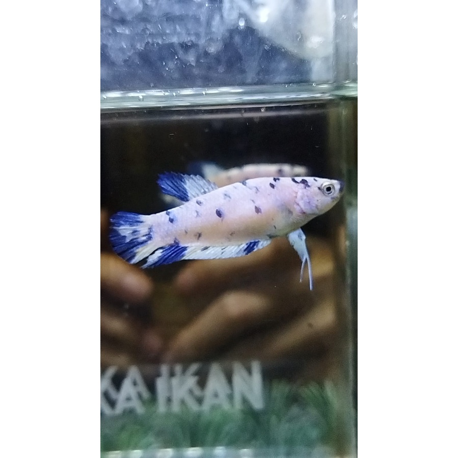 CUPANG PESANAN BETINA MABLE LINE DOT-DOT 100% REALPICT (DIMAS-LAMPUNG)