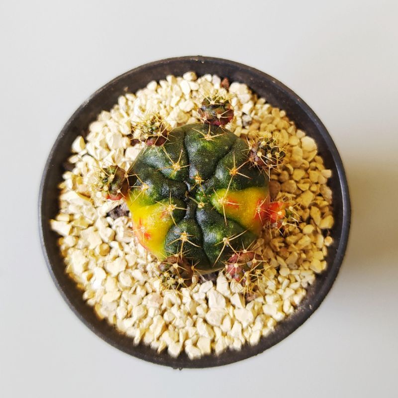 Gymno damsi variegata