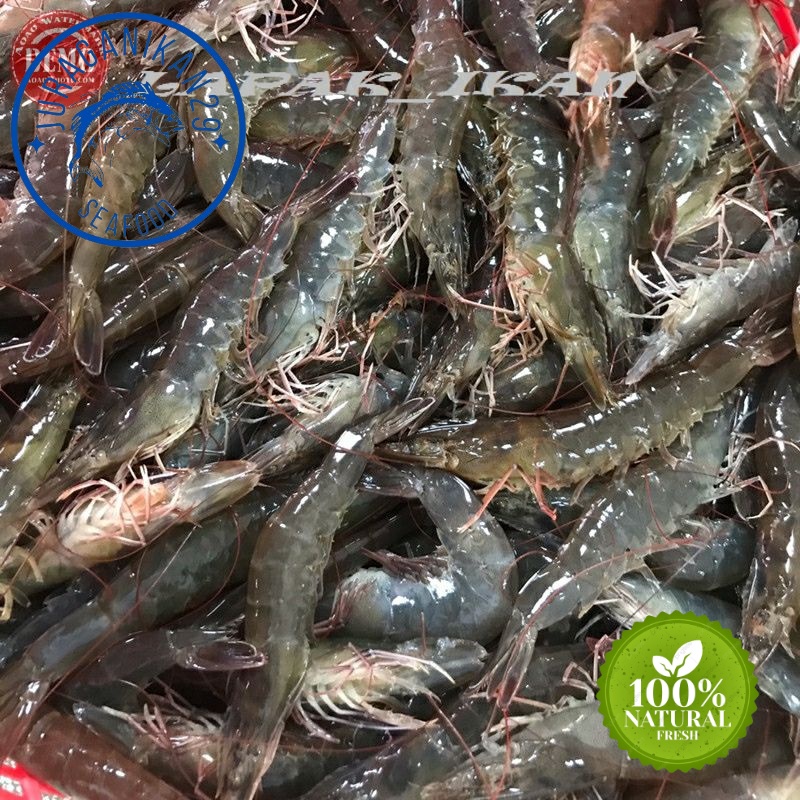 

Udang Vaname Size 90/100 Segar 1~Kilogram
