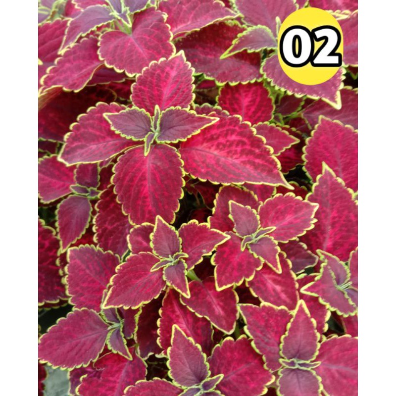 miana - miana premium